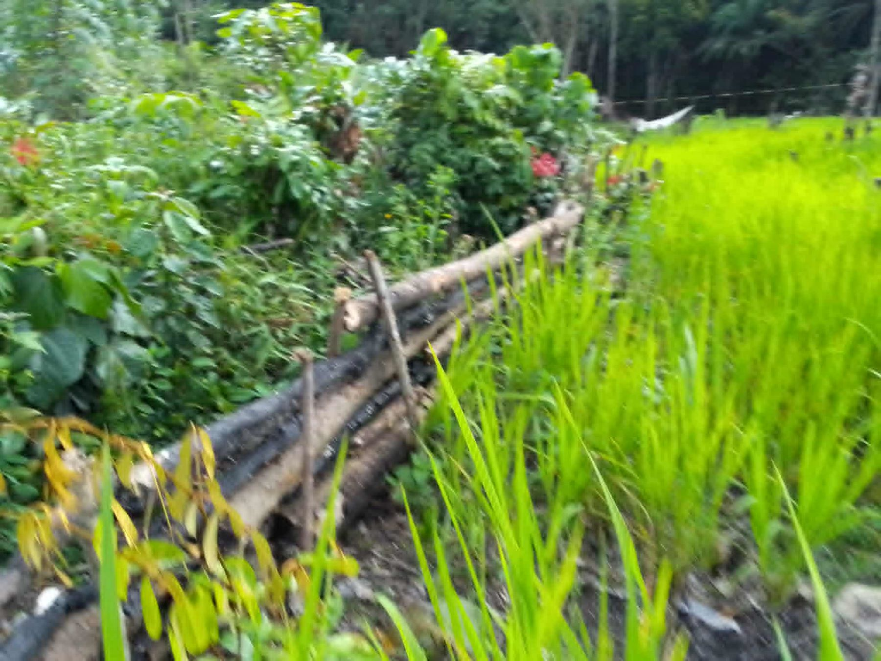 Numva farmer Emmanuel Nuah on farmland