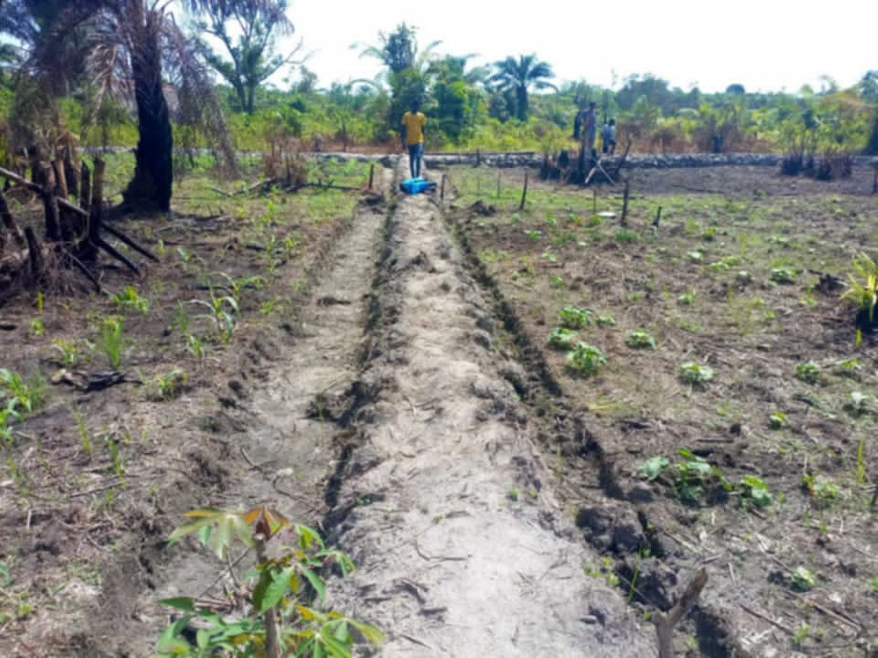 Lowland farm garden cultivated by Numva farmer miner