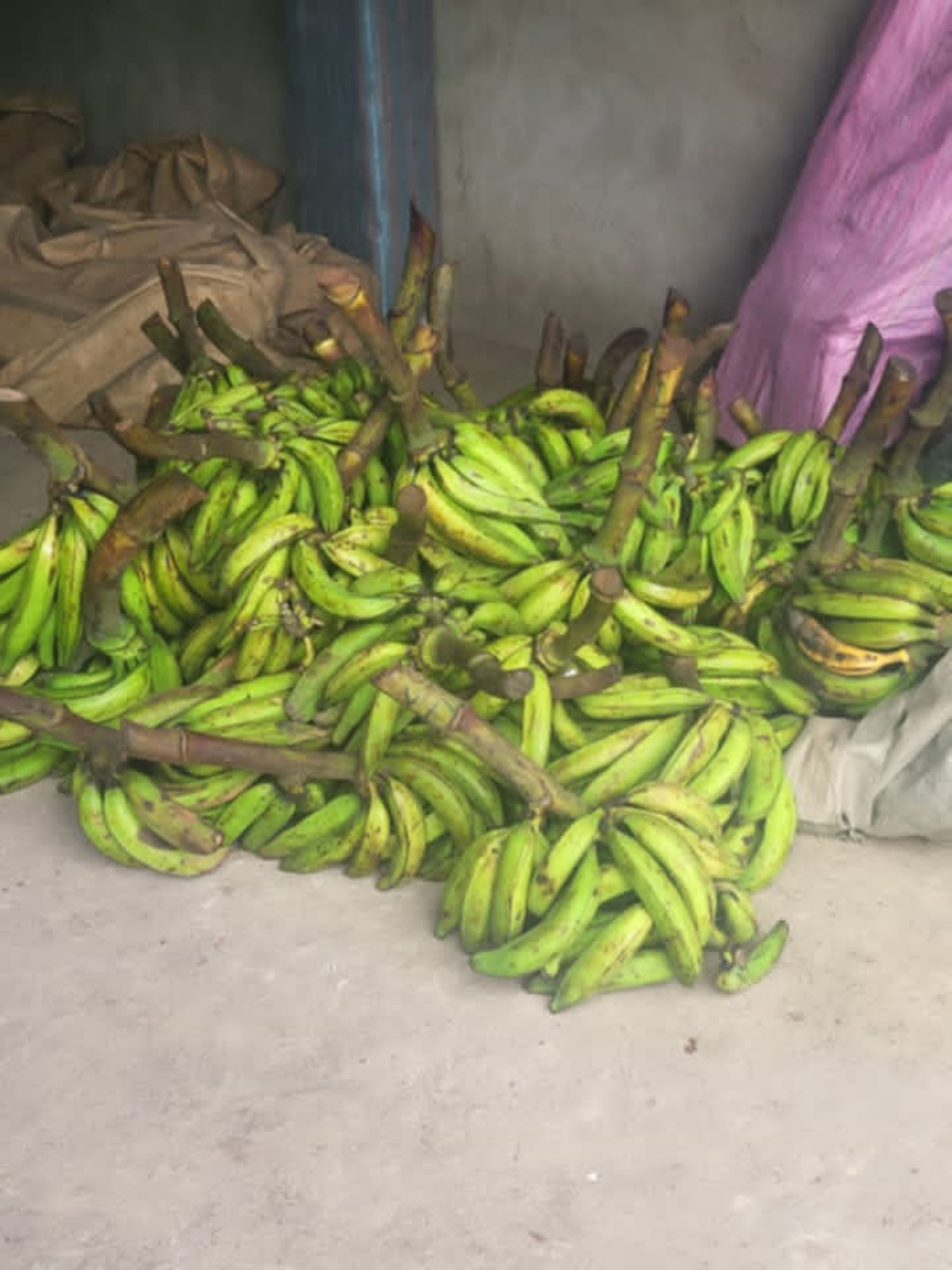 Plantain harvest from Numva farmer